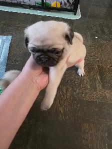 Pug for Rehoming - Photo 6