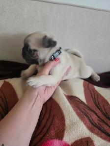 Pug for Rehoming - Photo 7