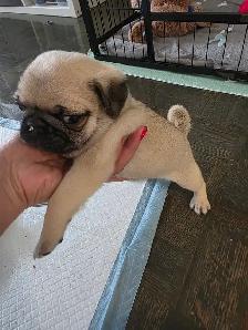 Pug for Rehoming - Photo 8