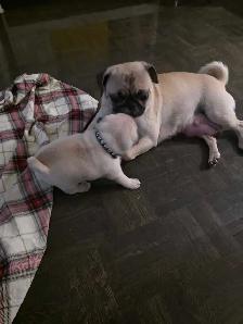 Pug for Rehoming - Photo 9