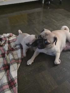 Pug for Rehoming - Photo 10