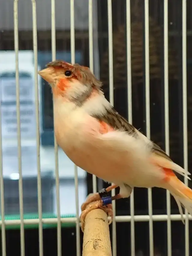 male canaries