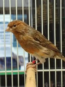 male canaries - Photo 2