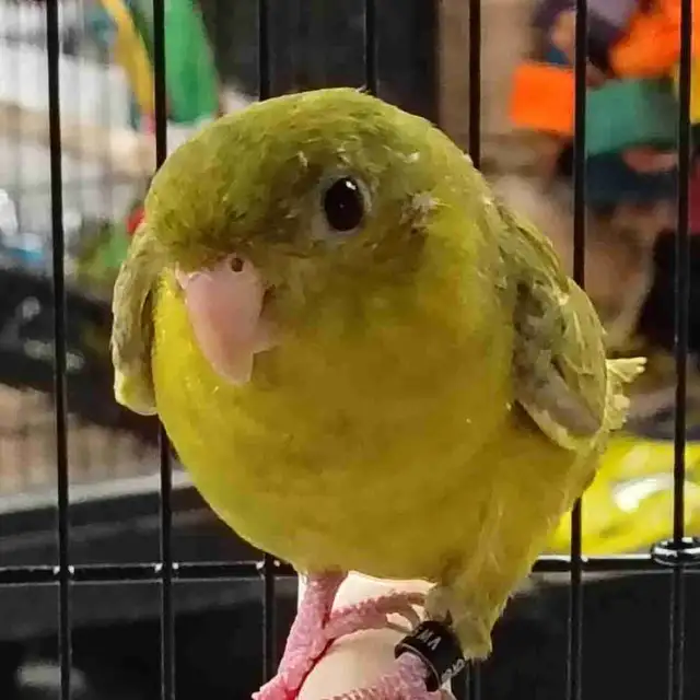 green gray wing lineolated Parakeet