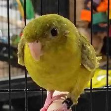 green gray wing lineolated Parakeet
