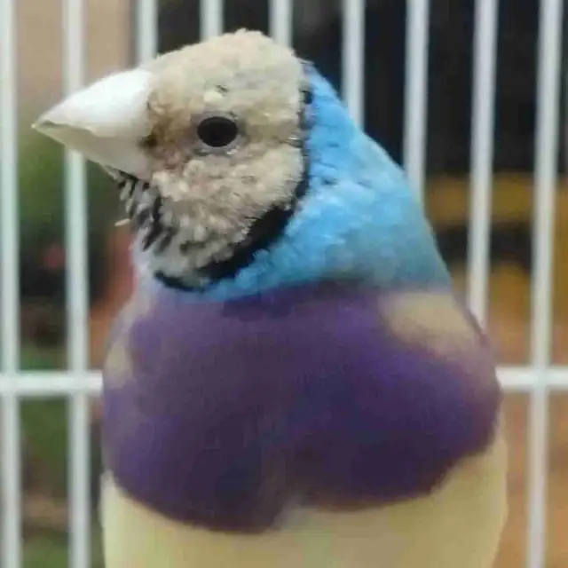 blue lady gouldian finches