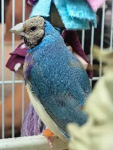 blue lady gouldian finches - Photo 4