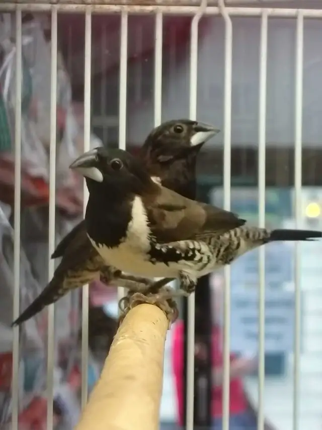 bronze-winged mannequin finches