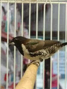 bronze-winged mannequin finches - Photo 3