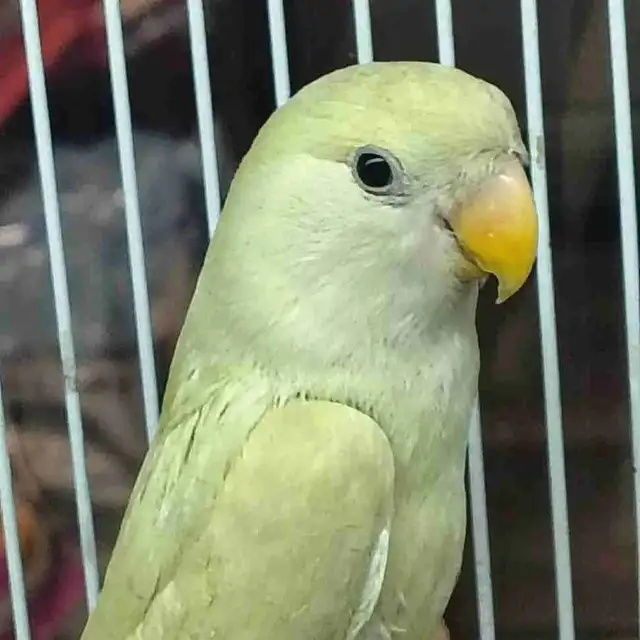 baby love bird