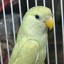 baby love bird