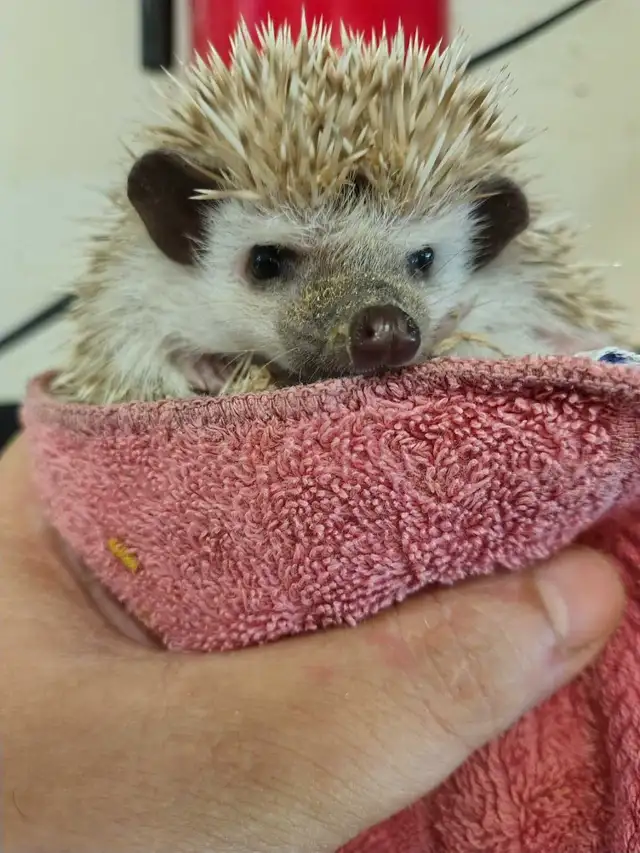baby hedgehogs
