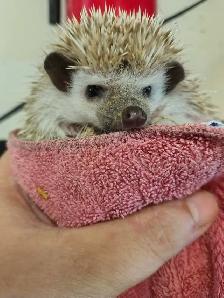 baby hedgehogs