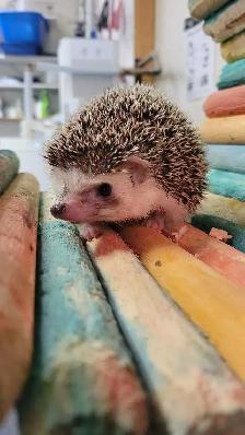 baby hedgehogs - Photo 2