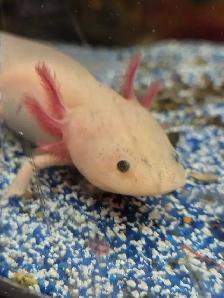 baby axolotls