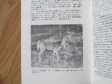 DEER HUNTING IN EASTER CANADA by John Hawkins - 1981 SC - Photo 5
