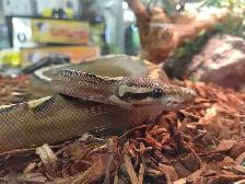 highway ball python morph