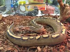 highway ball python morph - Photo 2