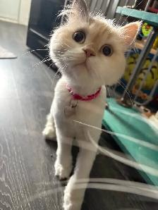 chatte Selkirk rex