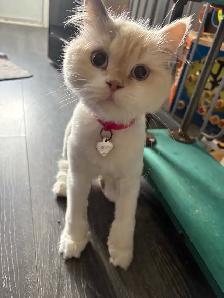 chatte Selkirk rex - Photo 2