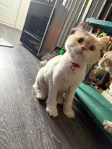 chatte Selkirk rex - Photo 3