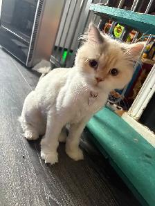 chatte Selkirk rex - Photo 4