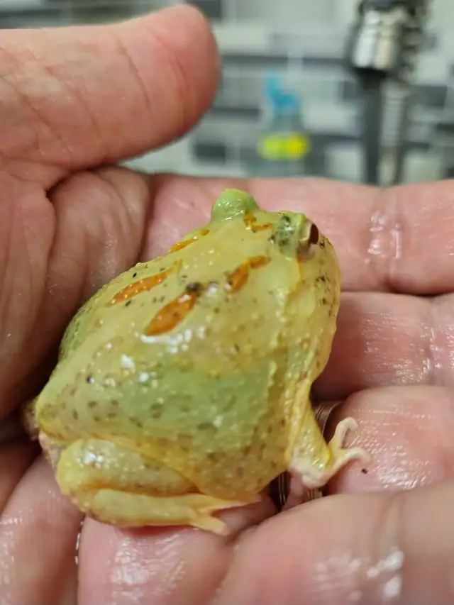 Pikachu Pac-Man frog