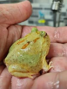 Pikachu Pac-Man frog
