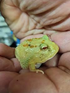 Pikachu Pac-Man frog - Photo 2