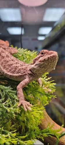 baby bearded dragon