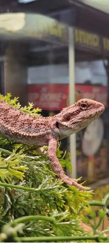 baby bearded dragon - Photo 2