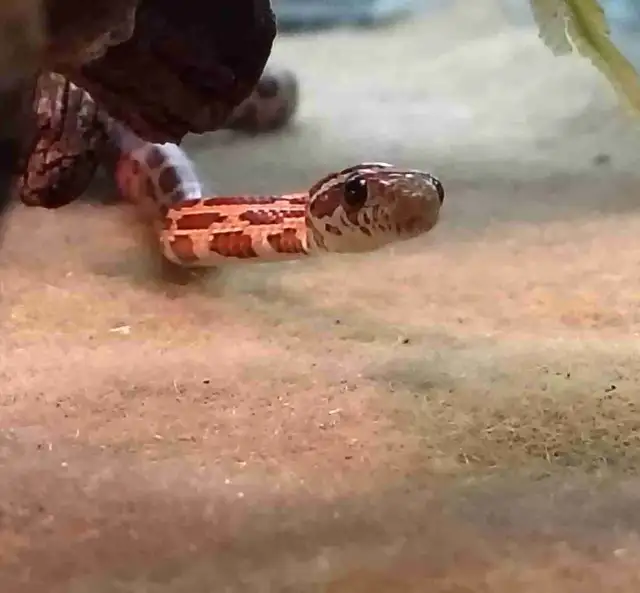 baby corn snake