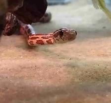 baby corn snake