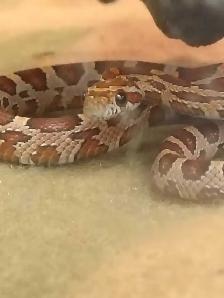 baby corn snake - Photo 3