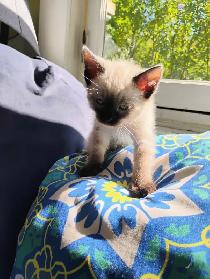 7 Adorable Siamese Kittens - Photo 3