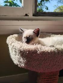 7 Adorable Siamese Kittens - Photo 4