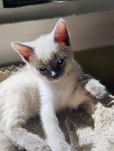 7 Adorable Siamese Kittens - Photo 6