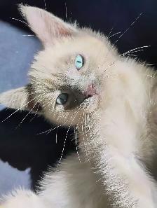 7 Adorable Siamese Kittens - Photo 7