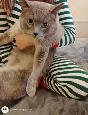 7 Adorable Siamese Kittens - Photo 9