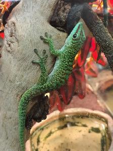 Madagascar giant day gecko - Photo 3