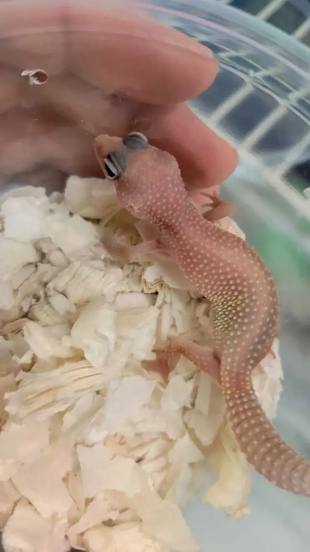 baby leopard gecko