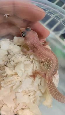 baby leopard gecko