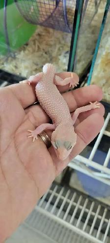 baby leopard gecko - Photo 2