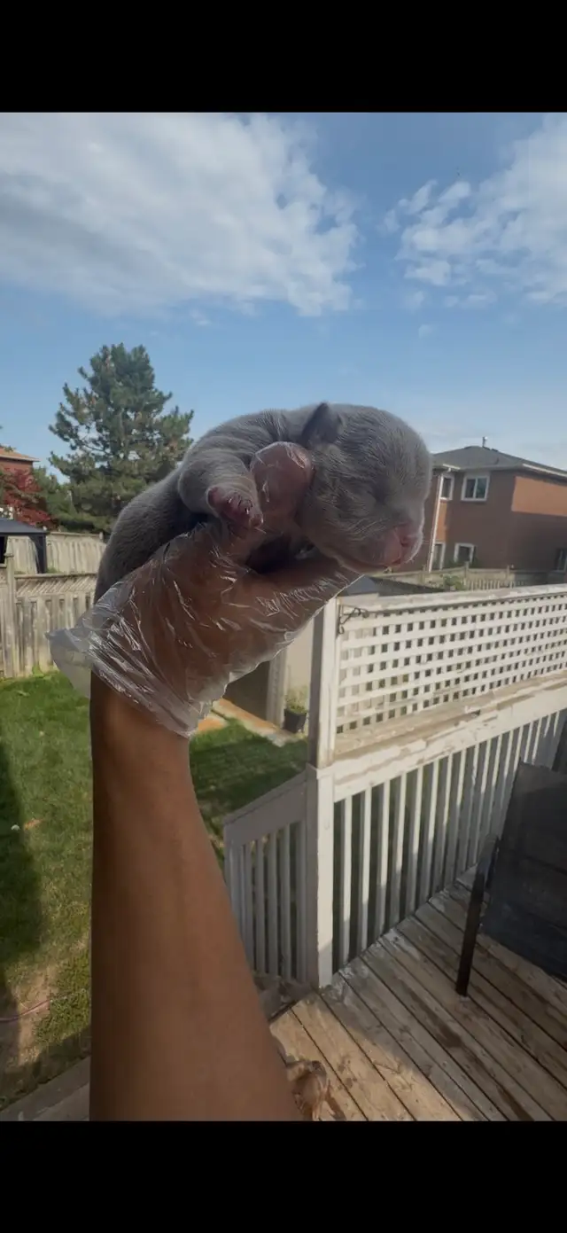 AMERICAN MICRO BULLY PUPP