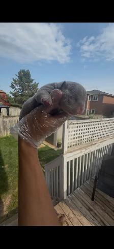 AMERICAN MICRO BULLY PUPP