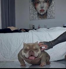 AMERICAN MICRO BULLY PUPP - Photo 2