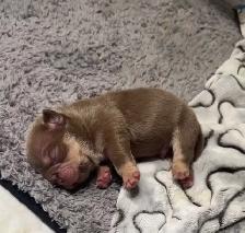 AMERICAN MICRO BULLY PUPP - Photo 5