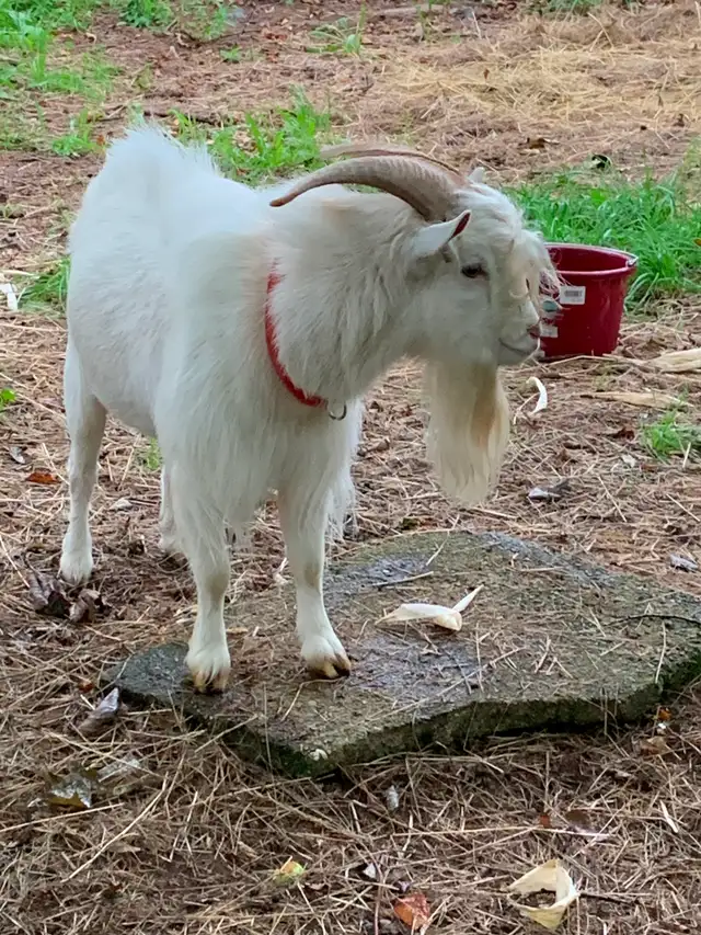 Proven Nigerian Dwarf buck for sale