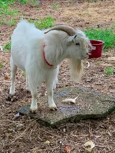 Proven Nigerian Dwarf buck for sale