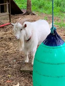 Proven Nigerian Dwarf buck for sale - Photo 2